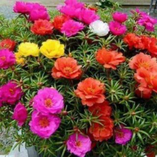 Hoa 10h 10 Màu_ Mười giờ TP.HCM