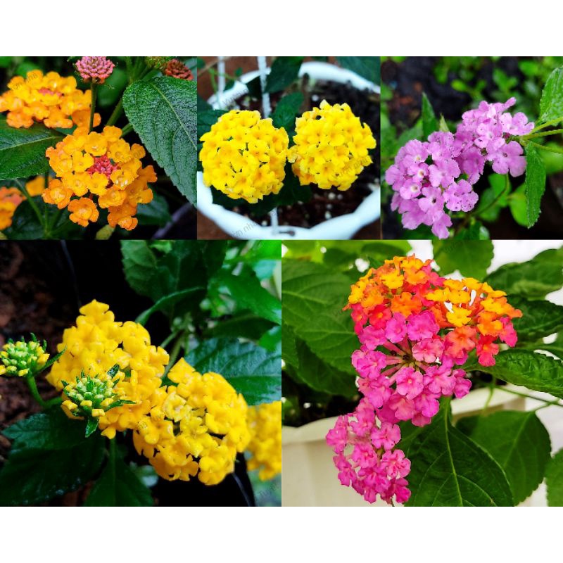 Cây hoa ngũ sắc nhiều màu vàng, hồng, cam, tím rủ size trung