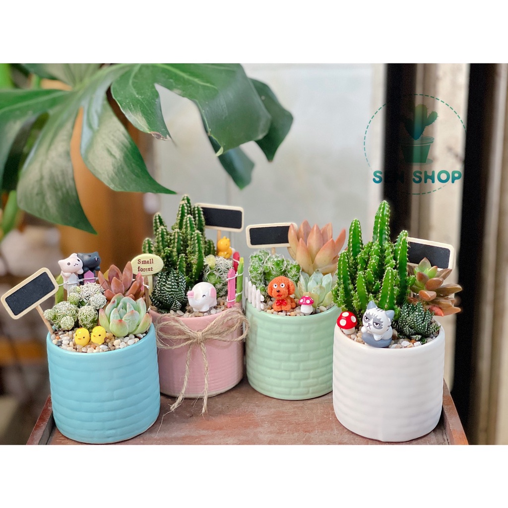 Chậu sen đá mix tiểu cảnh 100-200k