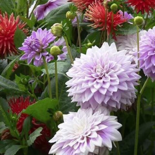 100 hạt giống Hoa thược dược mix màu