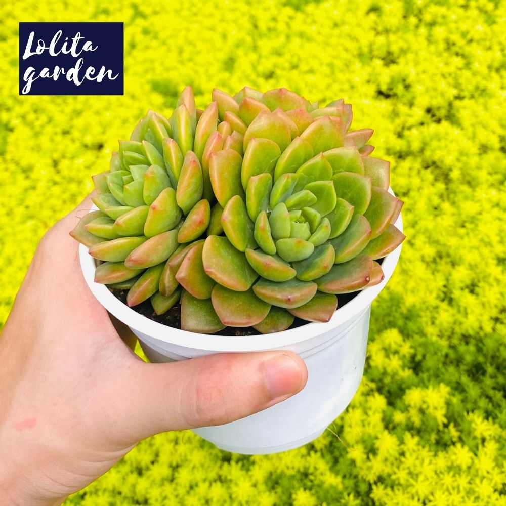 Sen đá mặt trời Đà Lạt size trung bình cây cảnh trang trí nhà cửa Lolita garden