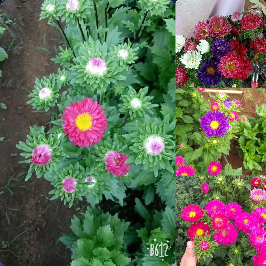 Hạt giống hoa cúc đại đóa mix nhiều màu