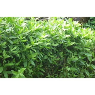 Lá Cúc Tần Tươi 1kg