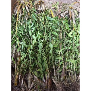 Hoa Lan bạch câu cực thơm(1 khóm)