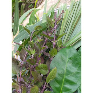 Lá xông khô giải cảm (gói 100gr)