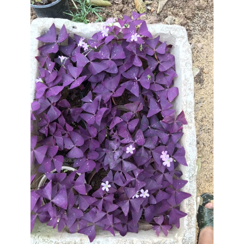 Cây Chua Me Đất Lá Tím, tên khoa học là Christia species