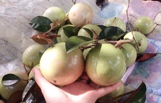 Cây Vú Sữa Lò Rèn giống