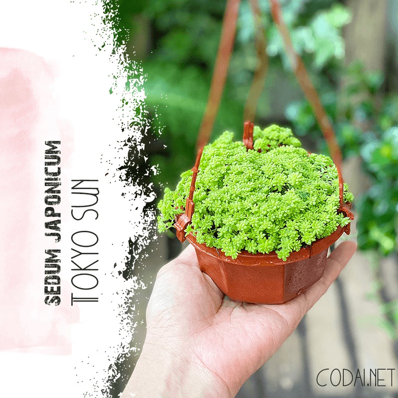 Cây Sedum japonicum ‘Tokyo Sun’ (Nhật Bản Cảnh Thiên) chậu nhựa treo