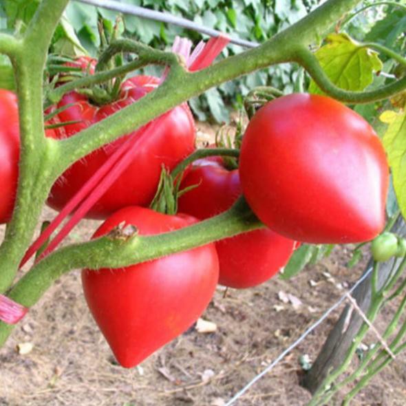 Hạt cà chua trái tim đỏ - gói 0,1 gram