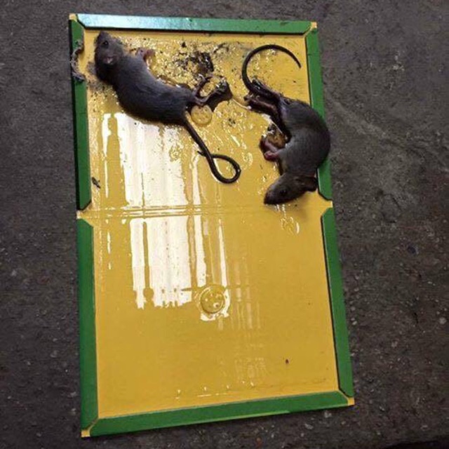 Bẫy Keo dính chuột Siêu Dính | Miếng keo dán chuột | Miếng bẫy chuột