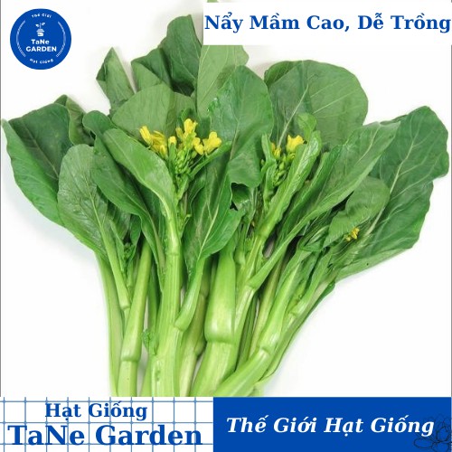 20Gr Hạt Giống Cải Ngọt Ăn Bông - TaNe Garden