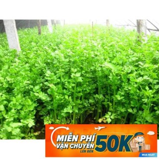 10g Hạt giống Rau Cần tây