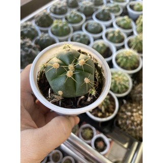 XƯƠNG RỒNG BÁNH BAO