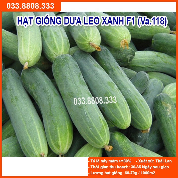 Hạt Giống Dưa Leo Xanh F1 (VA.118) 10gram-Dưa Quả Đẹp