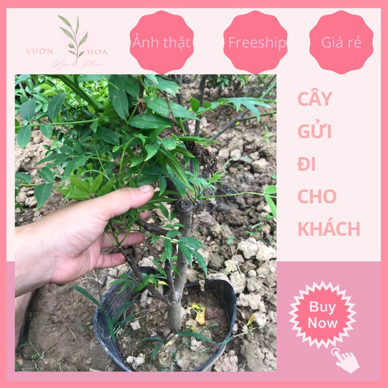 Cây cóc thái lùn cao 50cm ra trái siêu sớm, quả quanh năm, ảnh thật, lỗi 1 đổi 1
