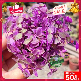 - cây thài lài pink lady - thài lài tía size bầu to - bao hư 1 đổi 1