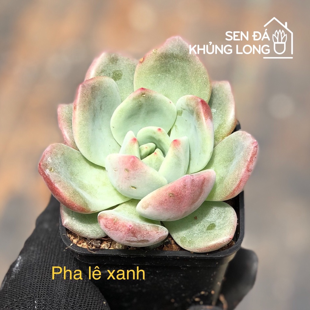 sen đá pha lê xanh - echeveria green champagne