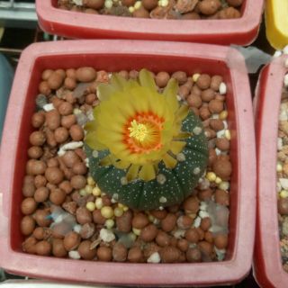 3 cây Xương Rồng Aster 1-5 cm