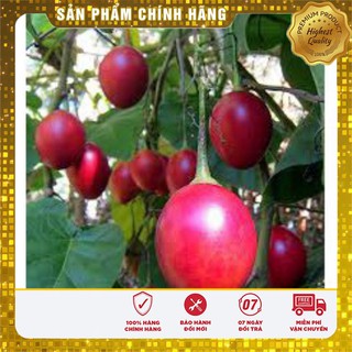Hạt giống cà chua thân gỗ(4 hạt)