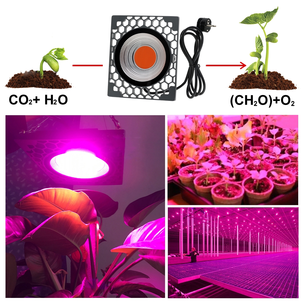 50W LED Grow Light COB Đèn LED trồng đầy đủ Quang phổ 500W Đèn Phyto Hiệu suất phát sáng cao cho cây trồng Lều Nhà kính