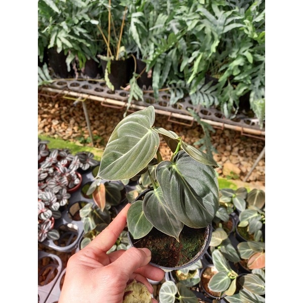 Chậu cứng philodendron melano
