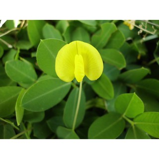 Hạt giống cây lạc dại 100g