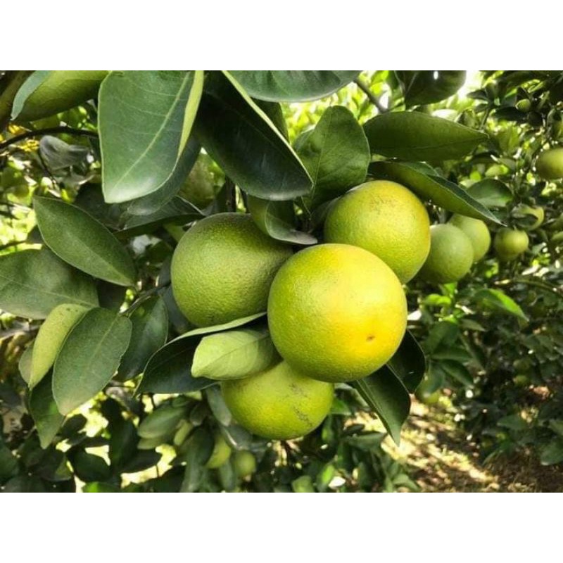 Cam xoàn Đồng Tháp (loại 2)