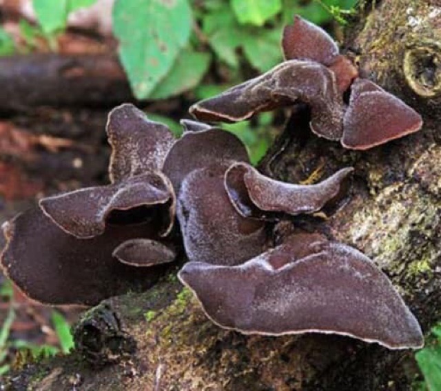 Mộc nhĩ rừng Sa Pa loại ngon 200g | BigBuy360 - bigbuy360.vn