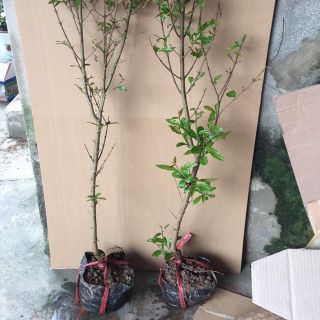 Cây giống lựu lùn ấn độ