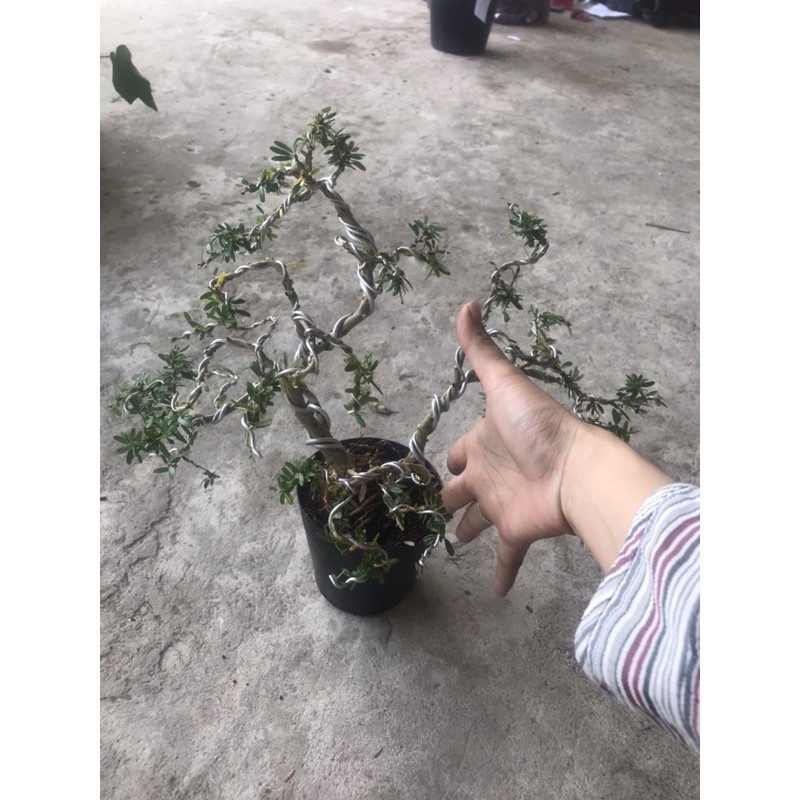 Caykiengsadec - cây linh sam mini uốn sẵn+ tặng phân bón