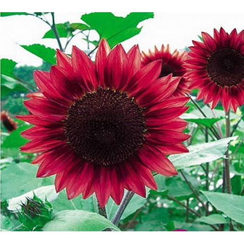 Hạt giống hoa hướng dương hoa màu đỏ  - Gói 30 hạt