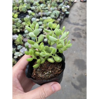Sen đá sỏi dây