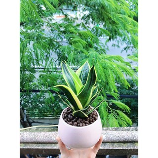 Cây lưỡi hổ