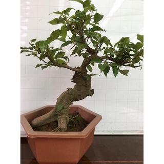 CÒN HÀNG CÂY SUNG THẾ CỰC ĐẸP