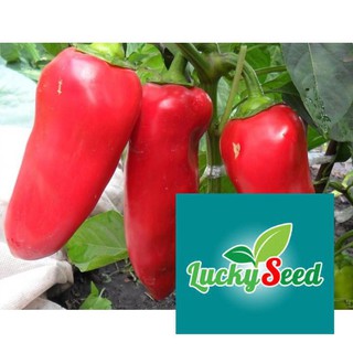 gói 30 hạt giống ớt ngọt trái dài LUCKYSEED