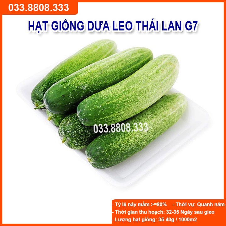 Hạt Giống Dưa Leo  G7 F1 gói 1gram - Sai Quả Năng Suất Cao