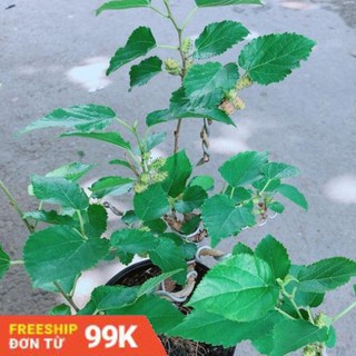 Cây Dâu Bonsai