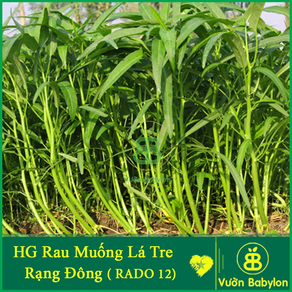 Hạt Giống Rau Muống Lá Tre 50Gr Dễ Trồng, Năng Suất Cao