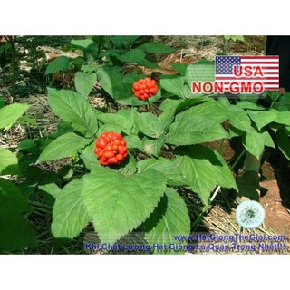 200h Hạt Giống Nhân Sâm - Hoa Kỳ (Panax quinquefolius)  TRO GIA