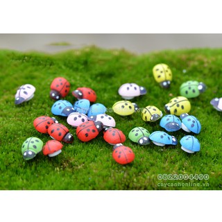 10 Bọ rùa bọ cánh cứng trang trí tiểu cảnh lá cây