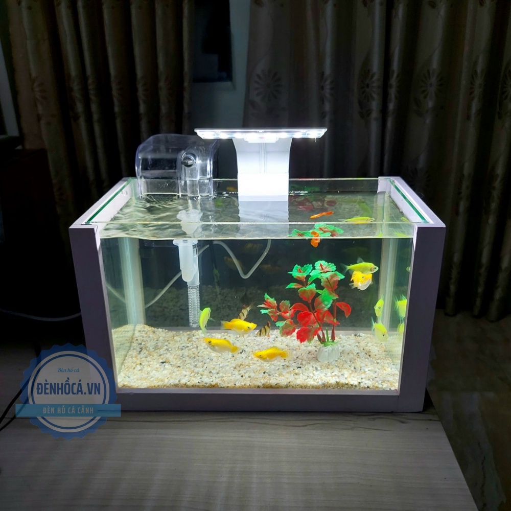 Bể cá mini COMBO đầy đủ phụ kiện