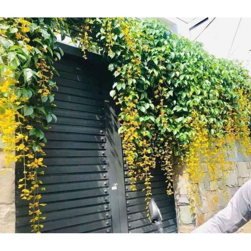 Cây lan hoàng dương