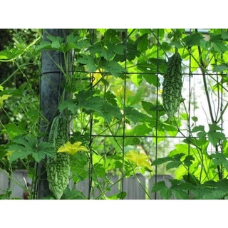  100M  dài 20m x rộng 5M  Lưới Làm Giàn  Cho Cây Dây Leo Bầu Bí Mướp Su Su Và Các Loại Cây Leo Giá Rẻ Npp. 