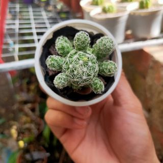 Xương Rồng Trứng chim