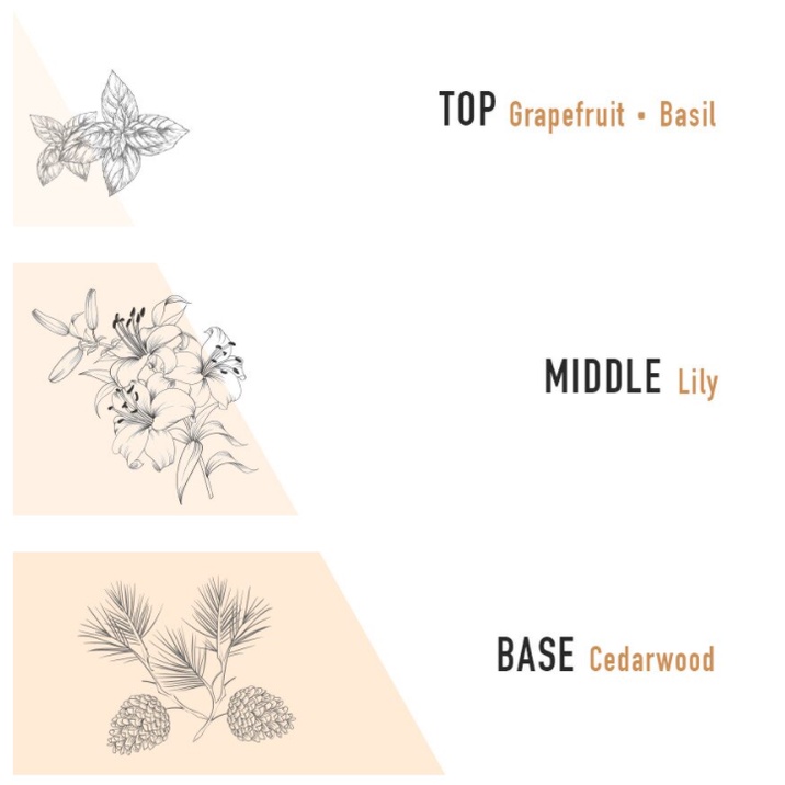 Nước Hoa Cao Cấp Cha Eun Woo Pick DASHU 50ml 3 Loại