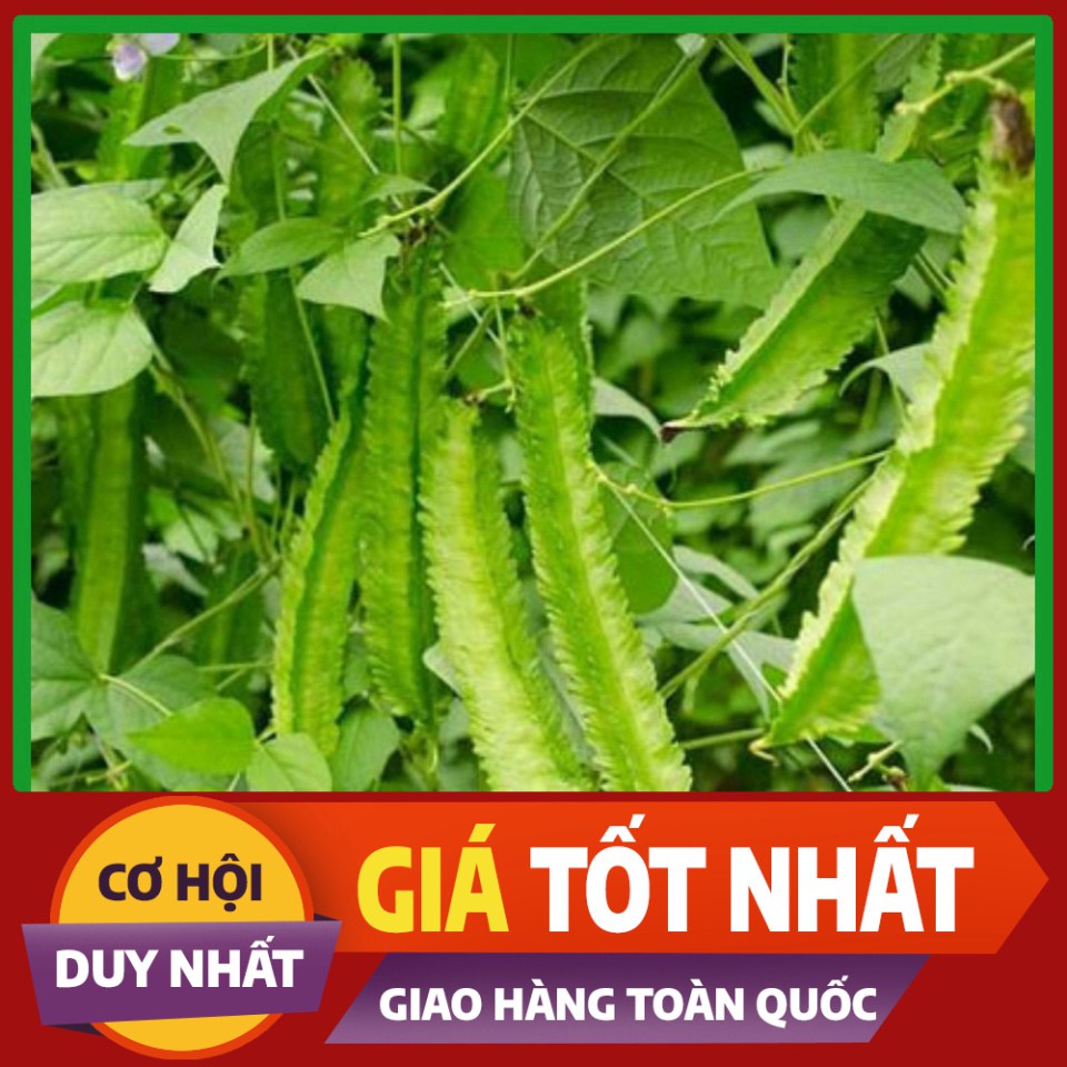 Hạt giống Đậu Rồng