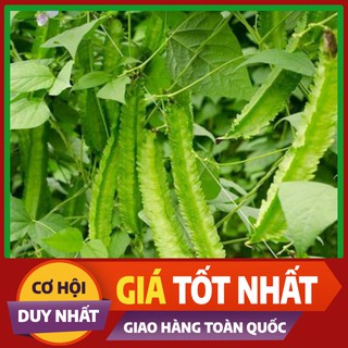 Hạt giống Đậu Rồng