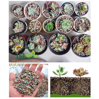 Túi 1kg - Đá cầu vồng ( Rainbow Stone) đá giữ cố định, giữ màu cho sen đá xương rồng size 2-6mm