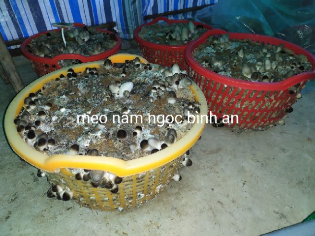 Meo nấm rơm Ngọc Bình An (meo trấu)