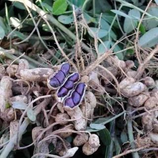 Hạt giống lạc đen